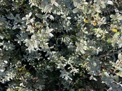 Salix repens