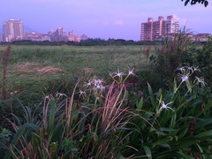 Hymenocallis speciosa