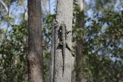 Pogona barbata