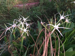 Hymenocallis speciosa