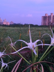 Hymenocallis speciosa