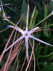Hymenocallis speciosa