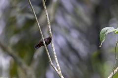 Nigrita bicolor image