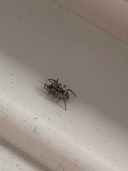 Salticus scenicus
