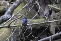 Muscicapa sethsmithi