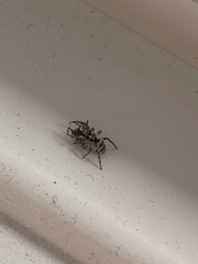 Salticus scenicus