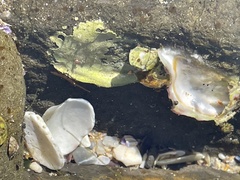 Ostreidae
