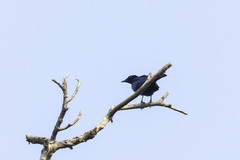 Hylopsar purpureiceps