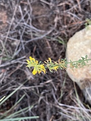 Acmispon glaber glaber