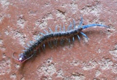 Otostigminae