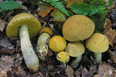 Leccinellum crocipodium