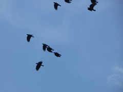 Pyrrhocorax pyrrhocorax