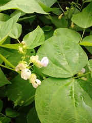 Phaseolus vulgaris