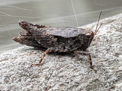 Tettigidea lateralis