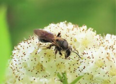 Andrena crataegi