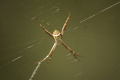 Argiope keyserlingi