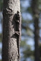 Pogona barbata