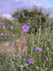 Solanum parishii