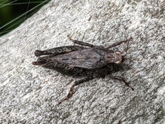 Tettigidea lateralis