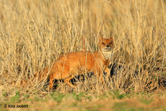 Cynictis penicillata