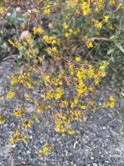 Deinandra fasciculata