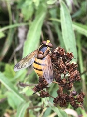 Volucella inanis