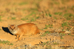 Cynictis penicillata