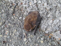 Pipistrellus