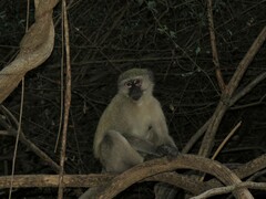 Chlorocebus cynosuros