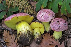 Butyriboletus regius