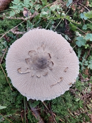 Macrolepiota mastoidea