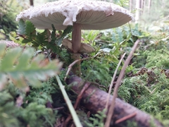 Macrolepiota mastoidea