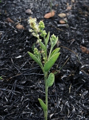 Croton antisyphiliticus