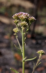 Chromolaena stachyophylla