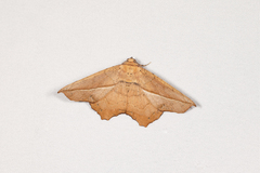 Polyacme dissimilis