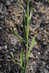 Chromolaena stachyophylla