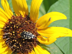 Acmaeodera disjuncta