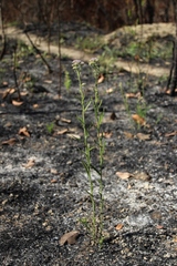 Chromolaena stachyophylla