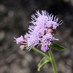 Chromolaena revoluta