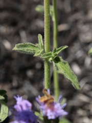 Chromolaena revoluta