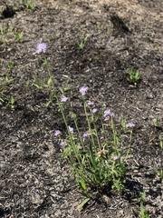 Chromolaena revoluta