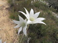 Actinotus helianthi