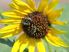 Acmaeodera disjuncta