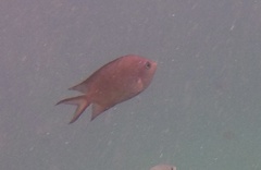 Acanthochromis polyacanthus