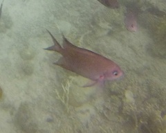 Acanthochromis polyacanthus