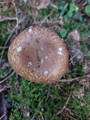 Agaricus augustus
