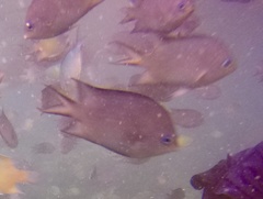 Acanthochromis polyacanthus