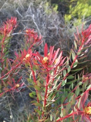 Leucadendron
