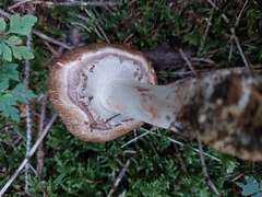 Agaricus augustus