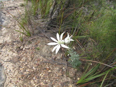 Actinotus helianthi